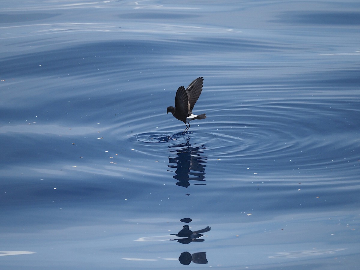 Wilson's Storm-Petrel - ML645542844