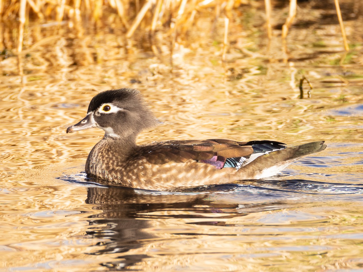Wood Duck - ML645542851