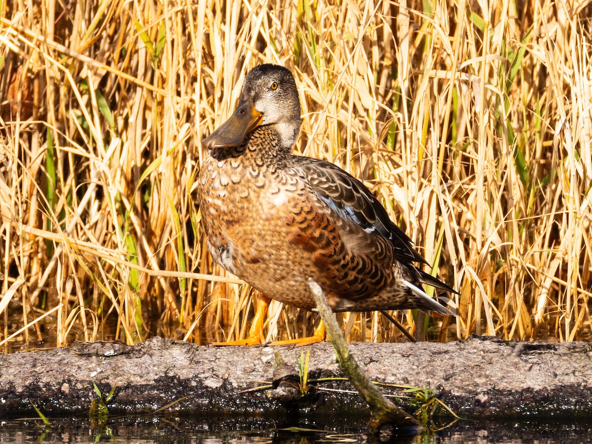 Northern Shoveler - ML645542854