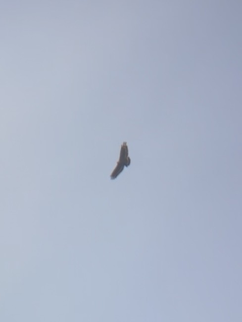 Хохлатый змееяд - ML645542858