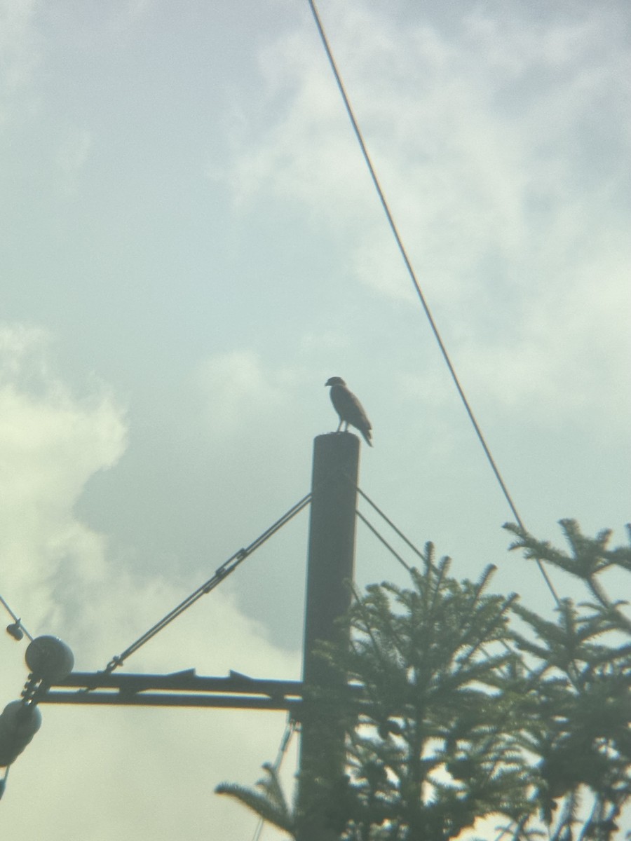 Хохлатый змееяд - ML645542859