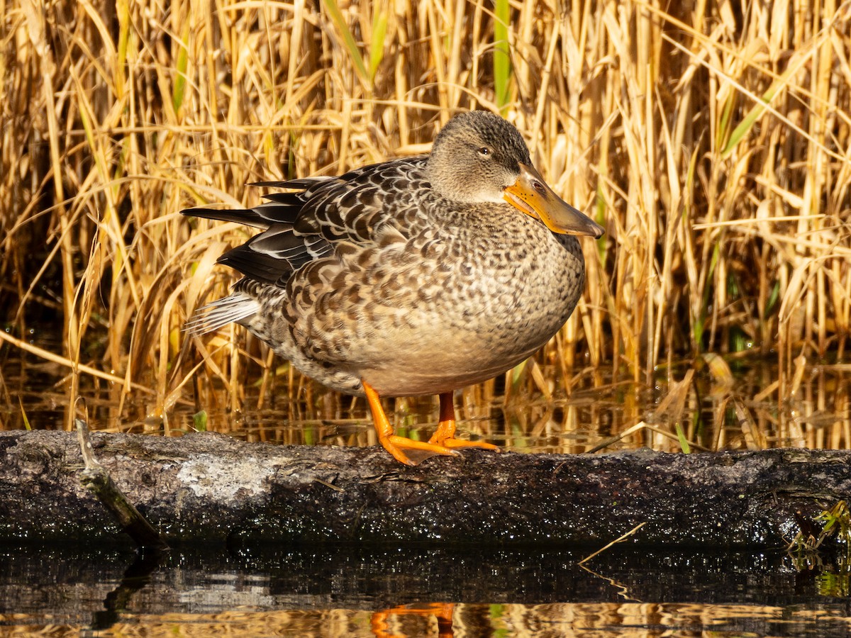 Northern Shoveler - ML645542860