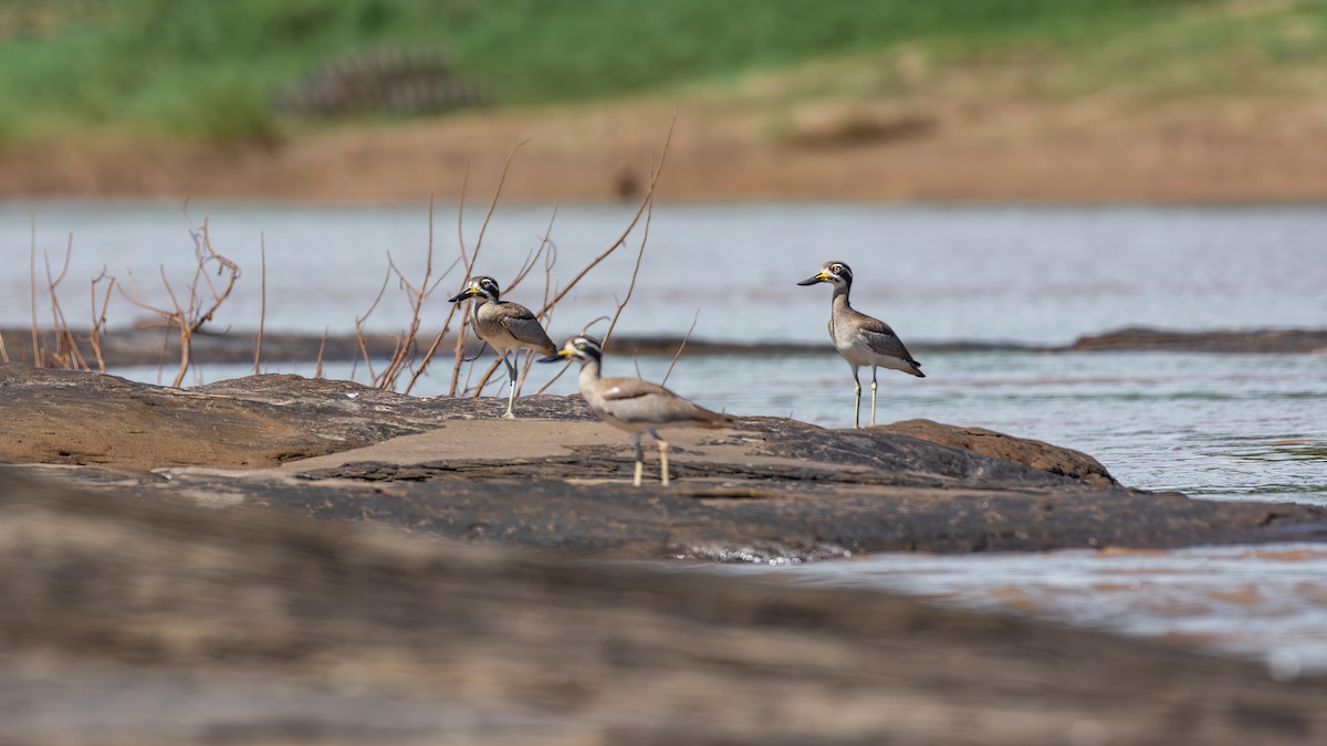 Great Thick-knee - ML645542861
