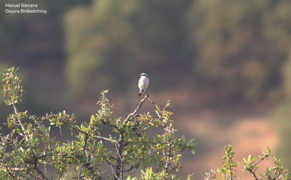 Чернолобый сорокопут - ML645542864
