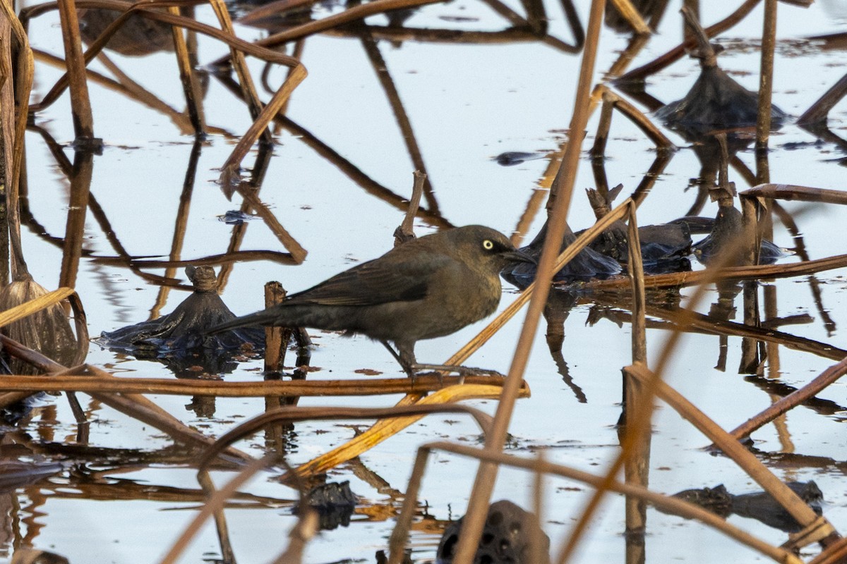 Rusty Blackbird - ML645542874