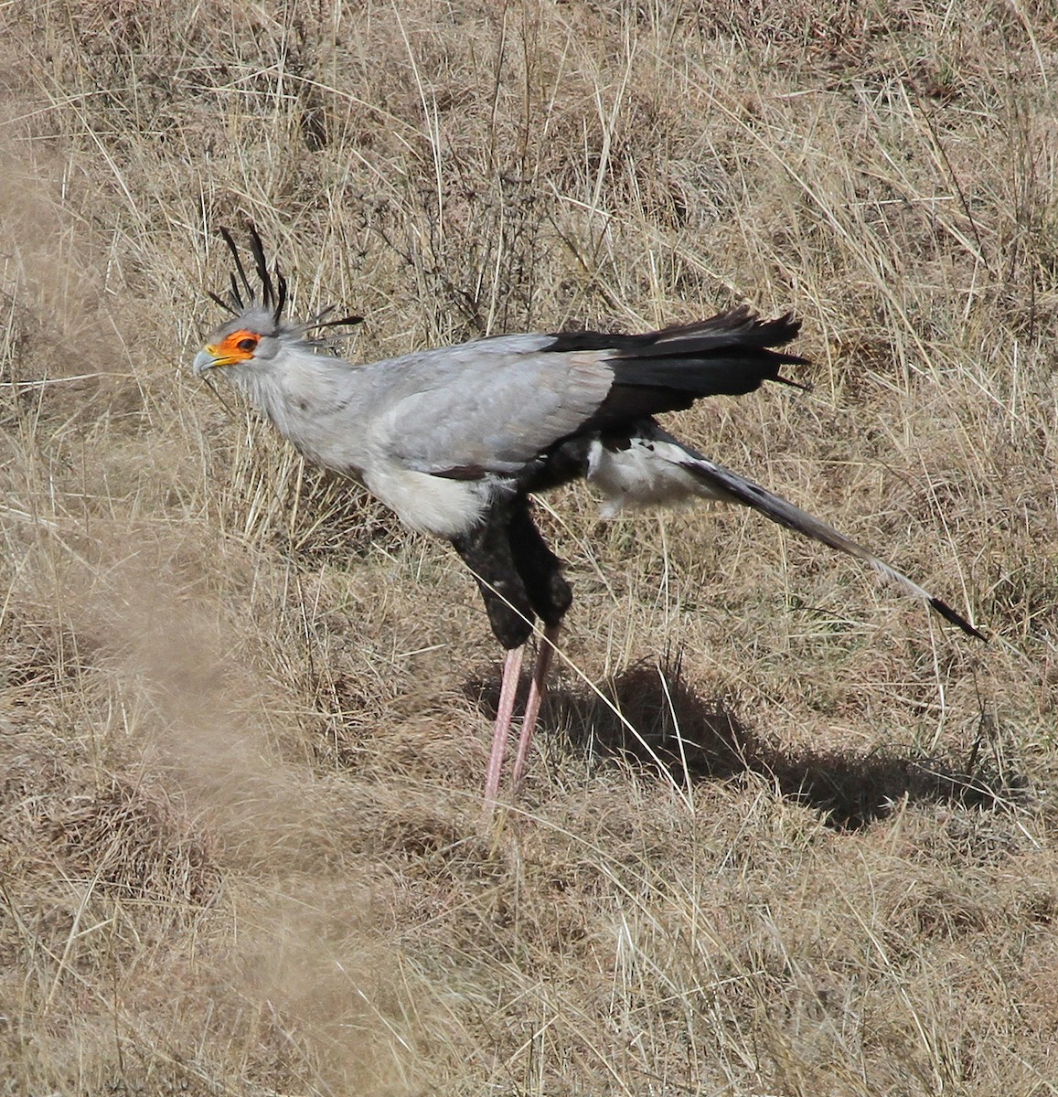 Secretarybird - ML645542875