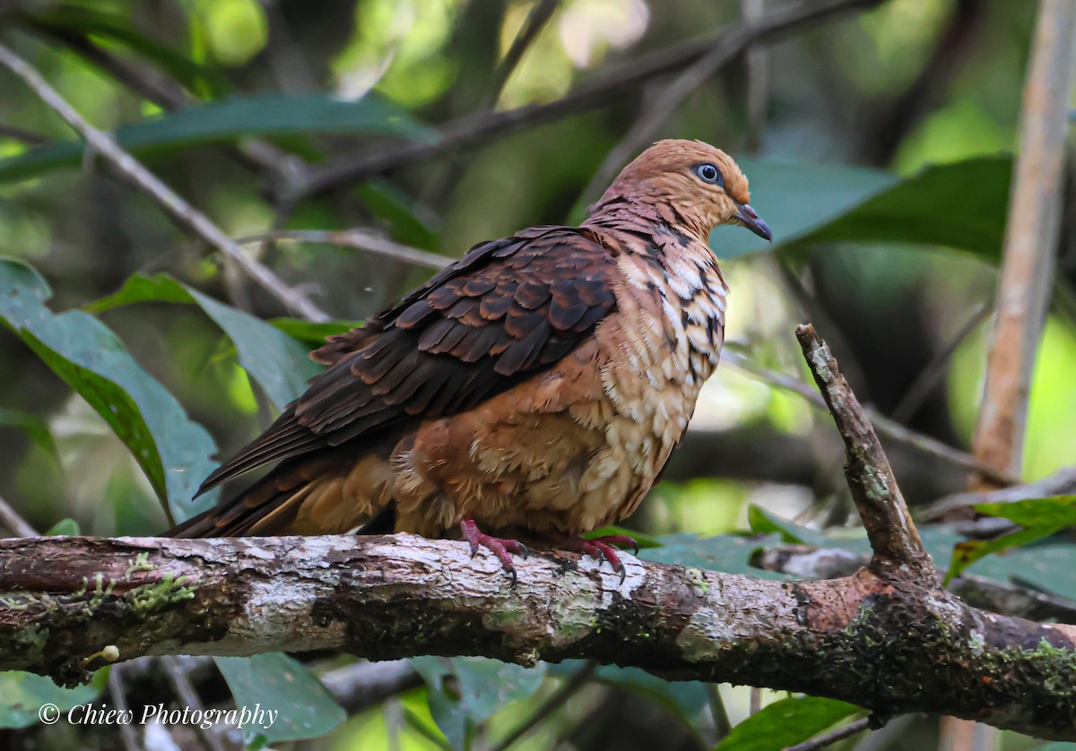 Little Cuckoo-Dove - ML645542882