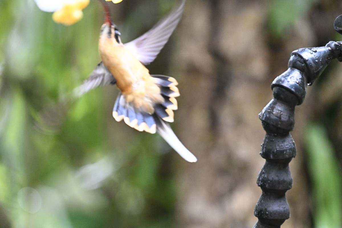 Tawny-bellied Hermit - ML645542886