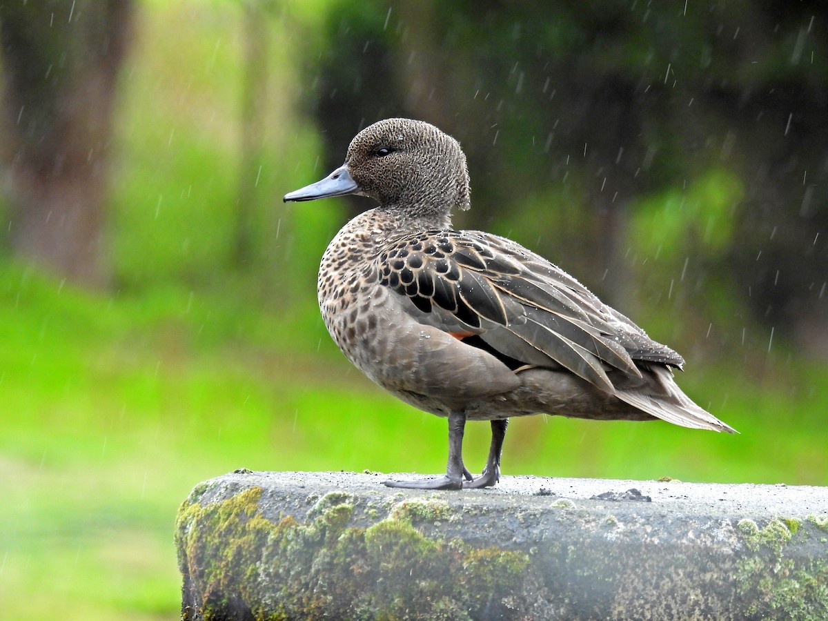 Sarcelle des Andes - ML645542888