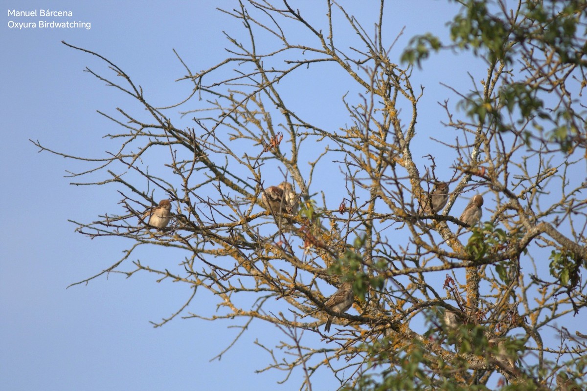 Gorrión Molinero - ML645542889