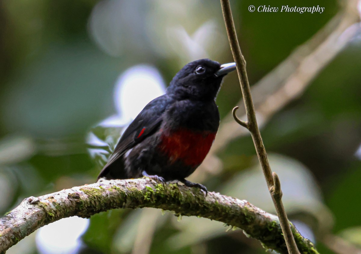 Black-and-crimson Oriole - ML645542890