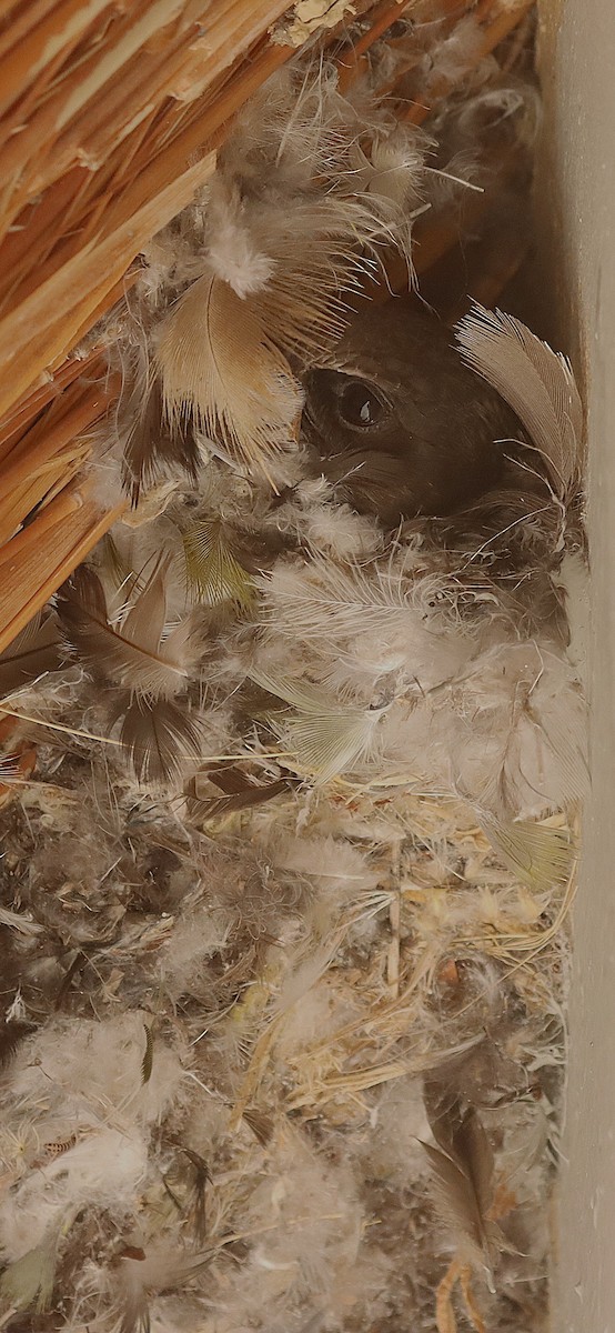 Little Swift - ML645542895