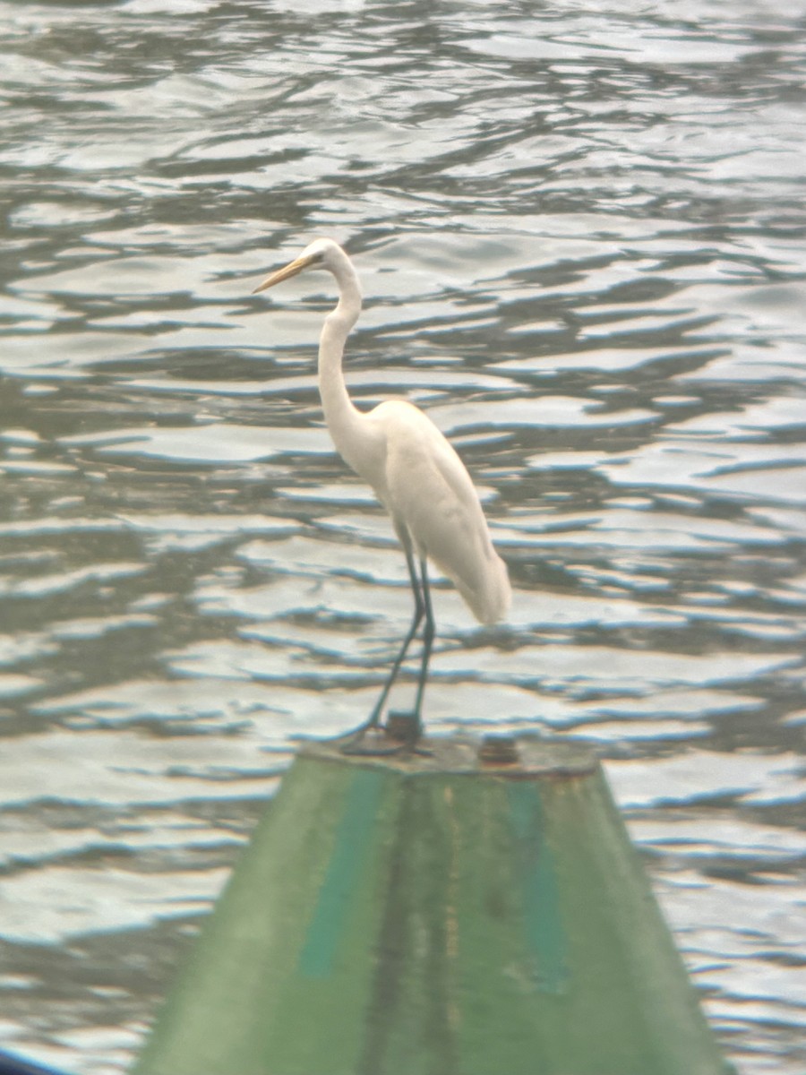 Great Egret - ML645542898