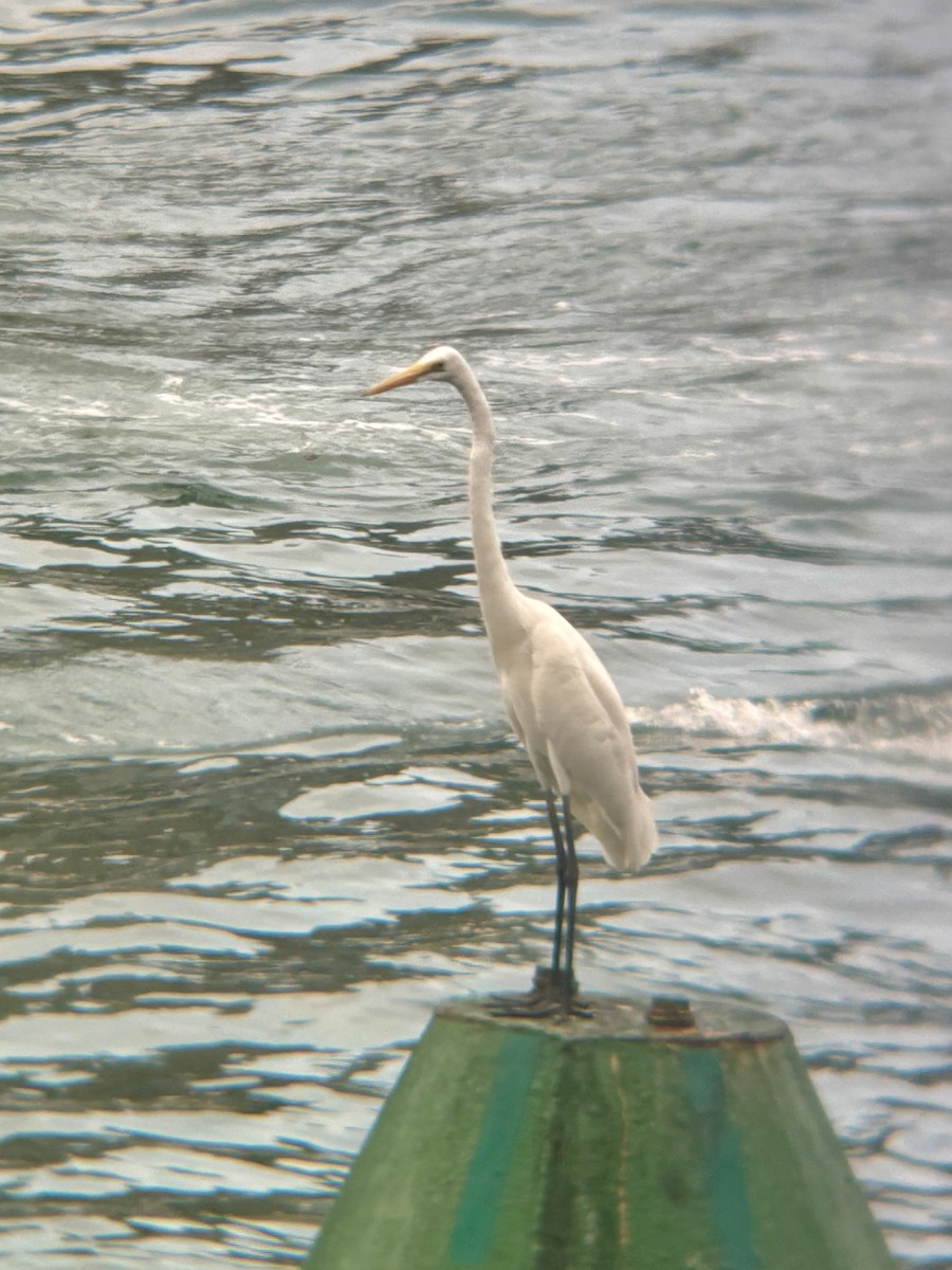 Great Egret - ML645542899