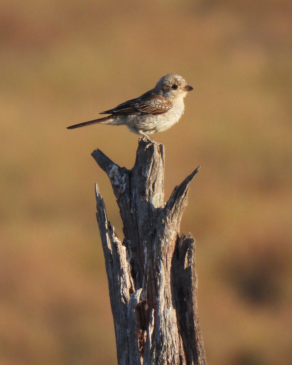 חנקן אדום-ראש - ML645542905