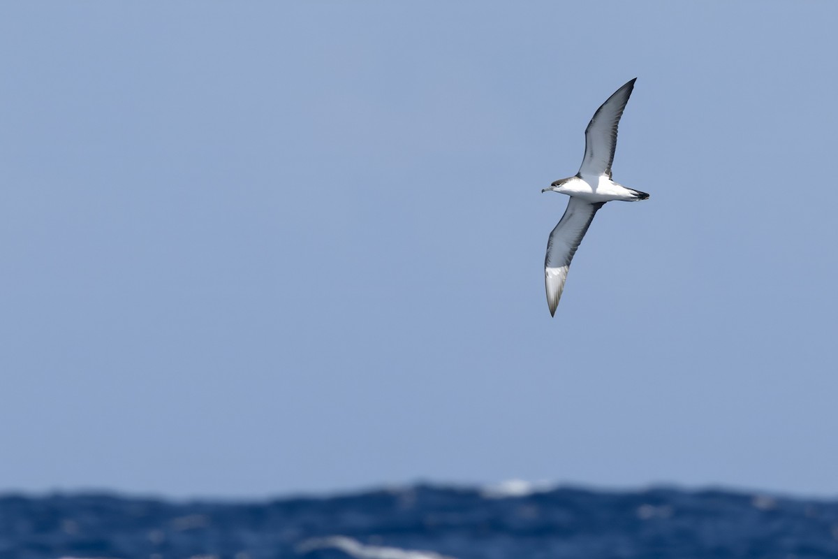 Buller's Shearwater - ML645542907