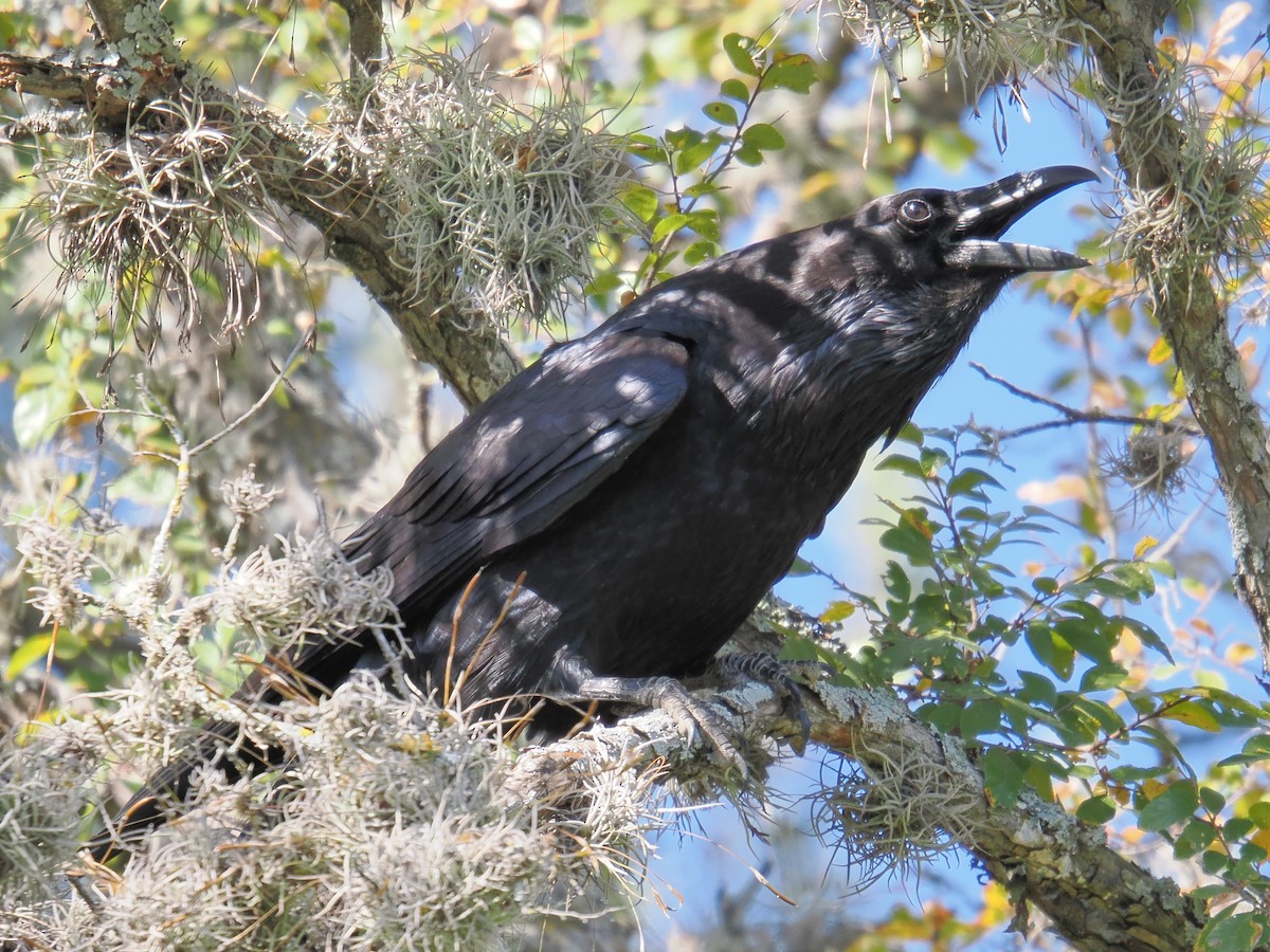 Common Raven - ML645542909