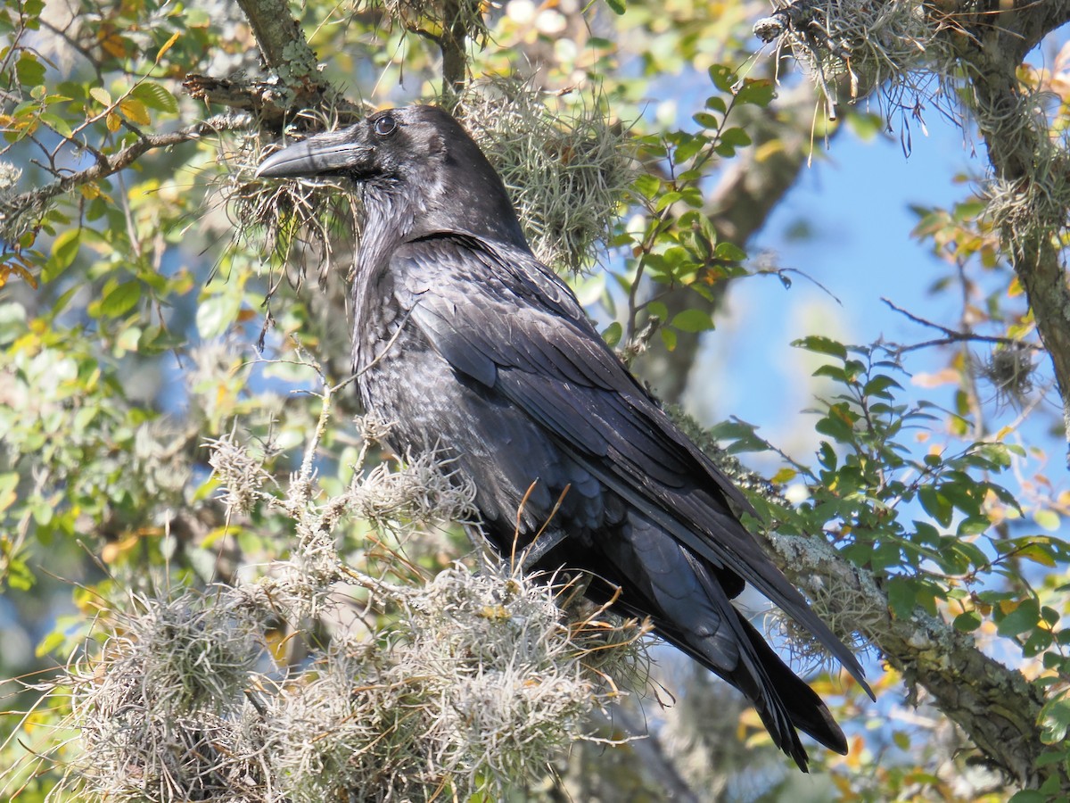 Common Raven - ML645542910