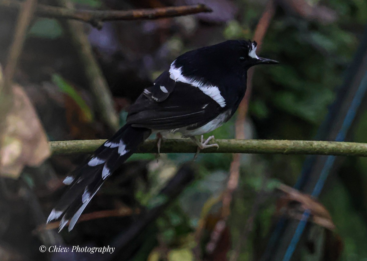 Bornean Forktail - ML645542921