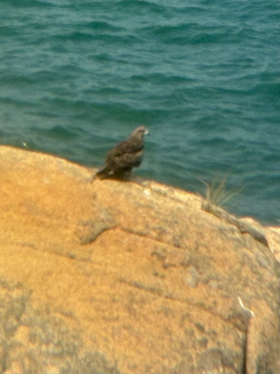 Black Kite - ML645542929