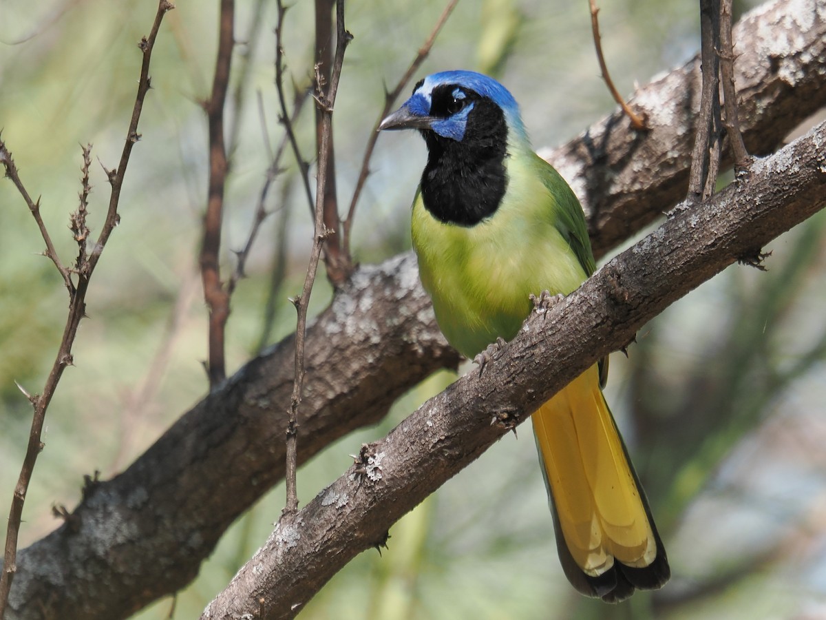 Geai vert - ML645542931