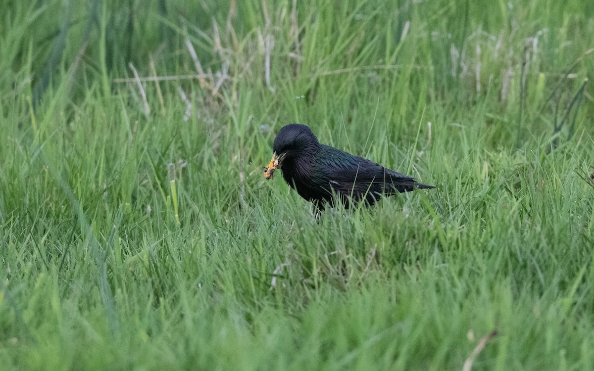 European Starling - ML645542937