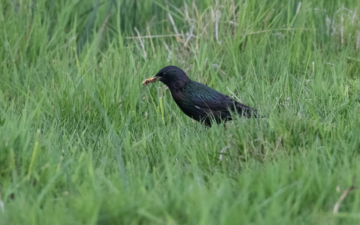 European Starling - ML645542938