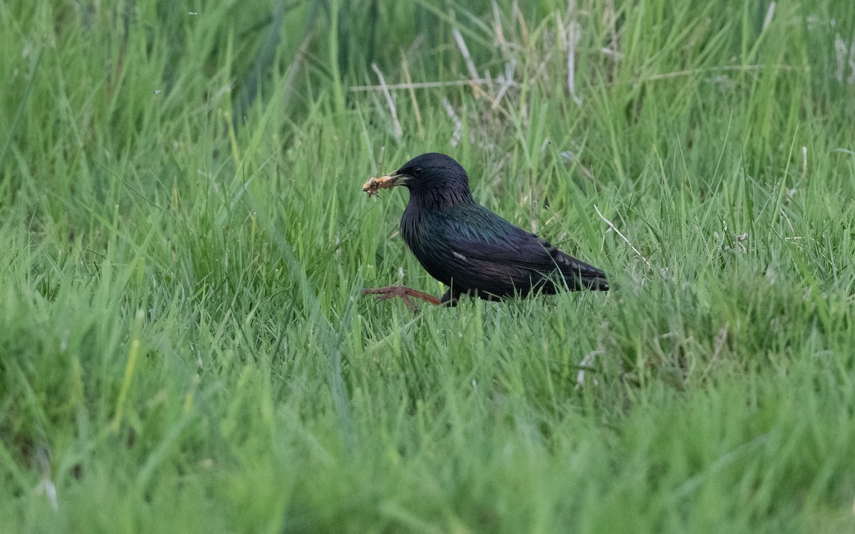 European Starling - ML645542939