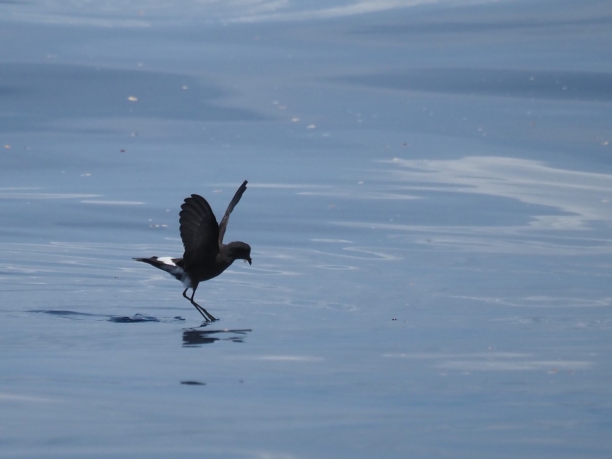 Wilson's Storm-Petrel - ML645542940