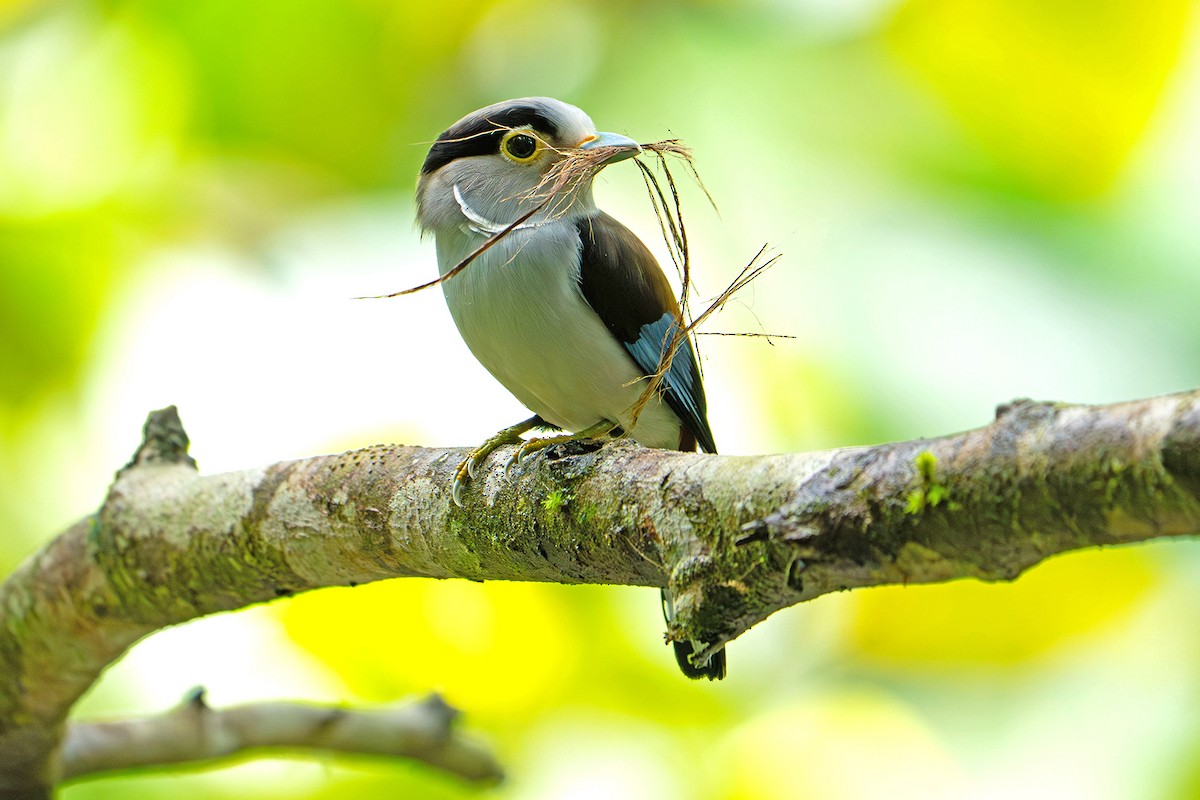 Рогодзьоб синьокрилий - ML645542941