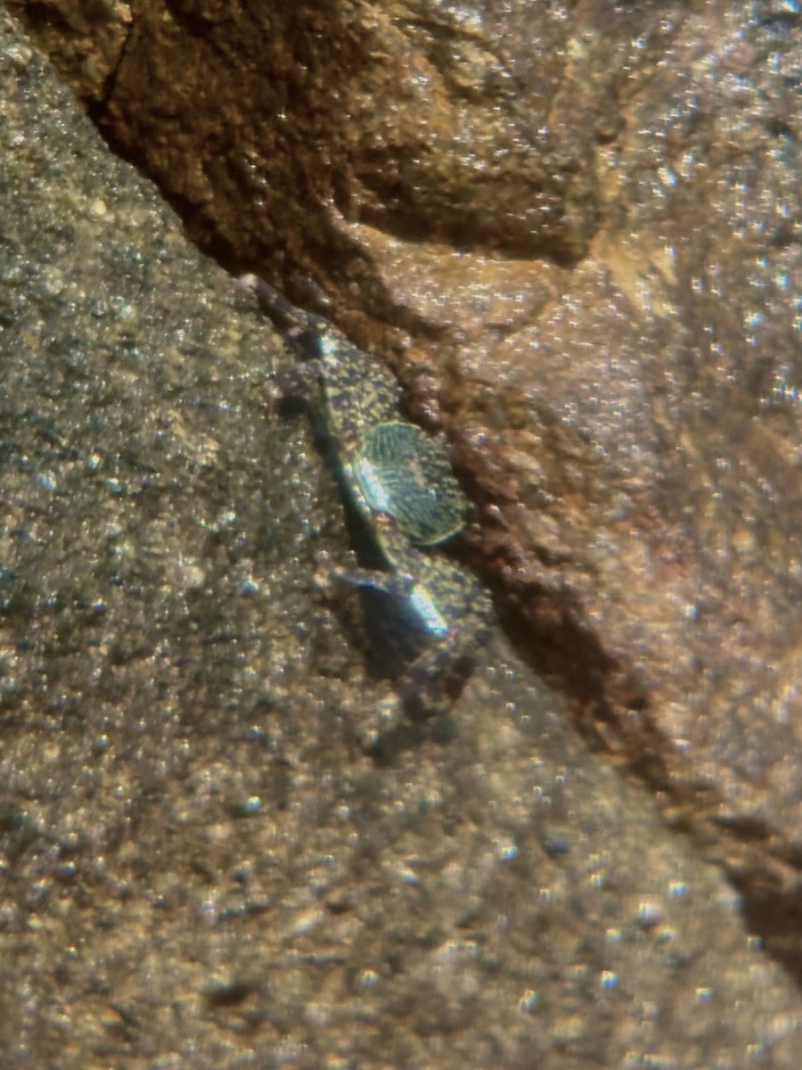 Animals - ML645542950