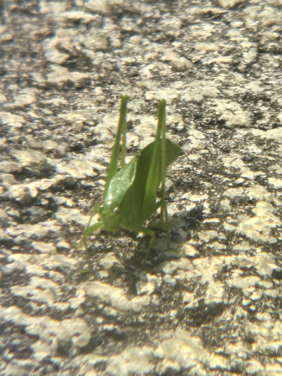 Insects - ML645542951