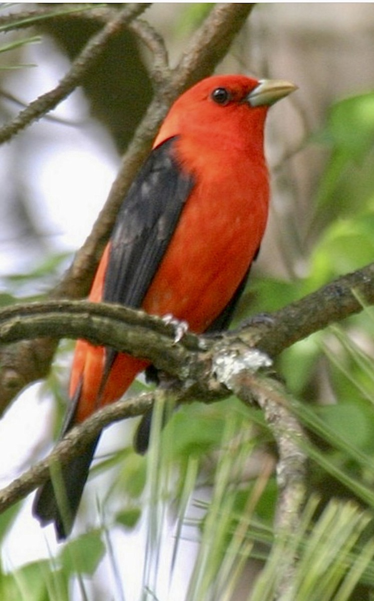 Scarlet Tanager - ML645542958