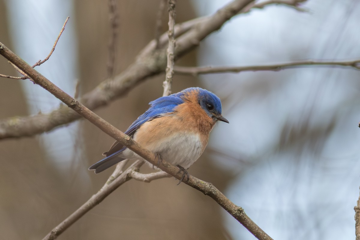 Eastern Bluebird - ML645542966