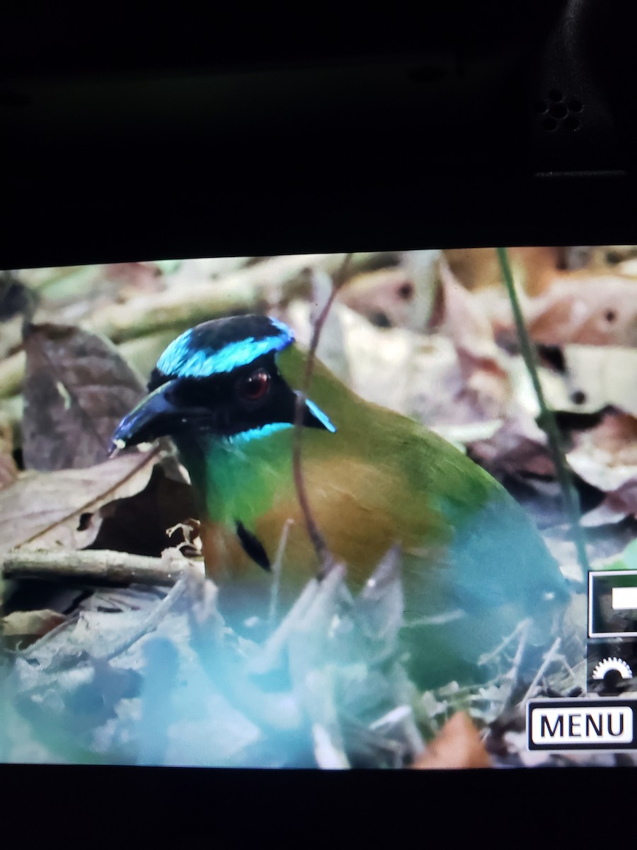 Lesson's Motmot - ML645542969