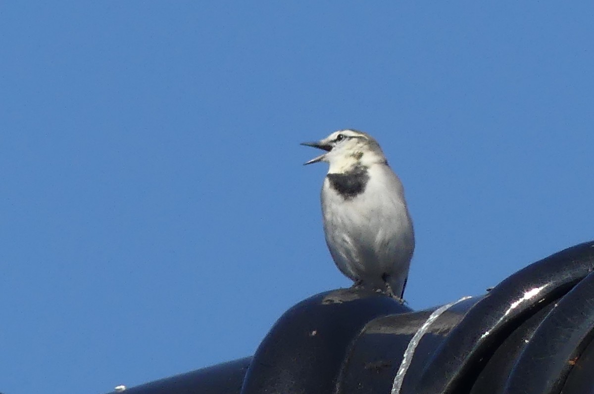 japanerle - ML645542971