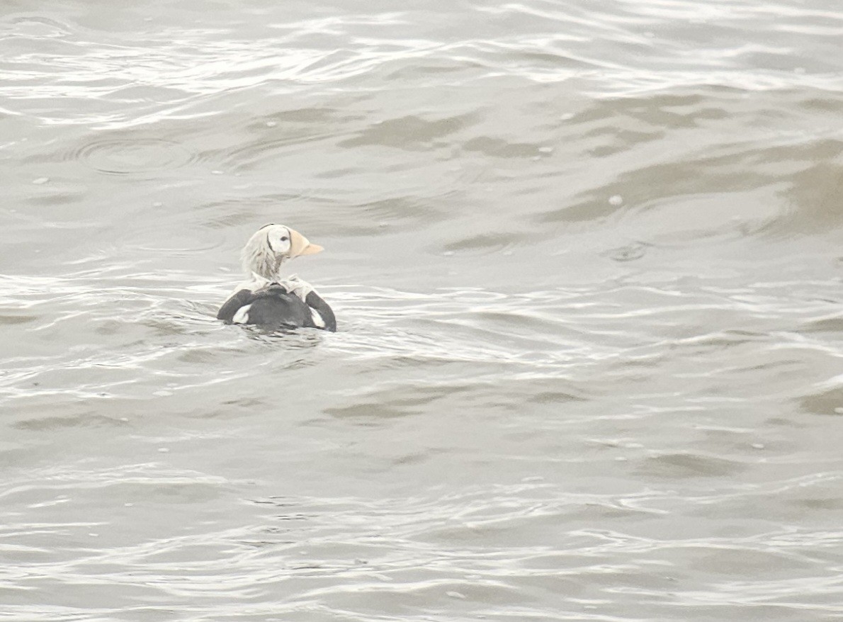 brilleærfugl - ML645542975