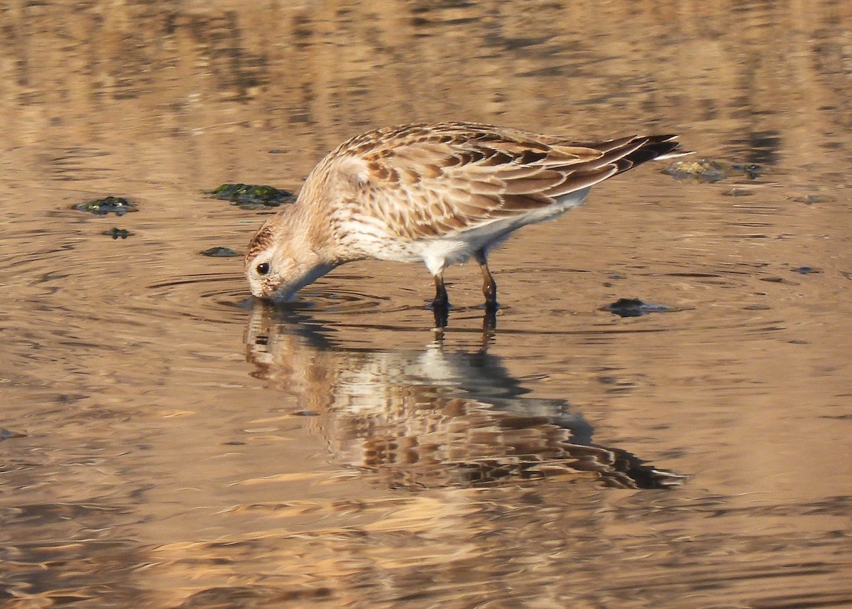 חופית אלפינית - ML645542981