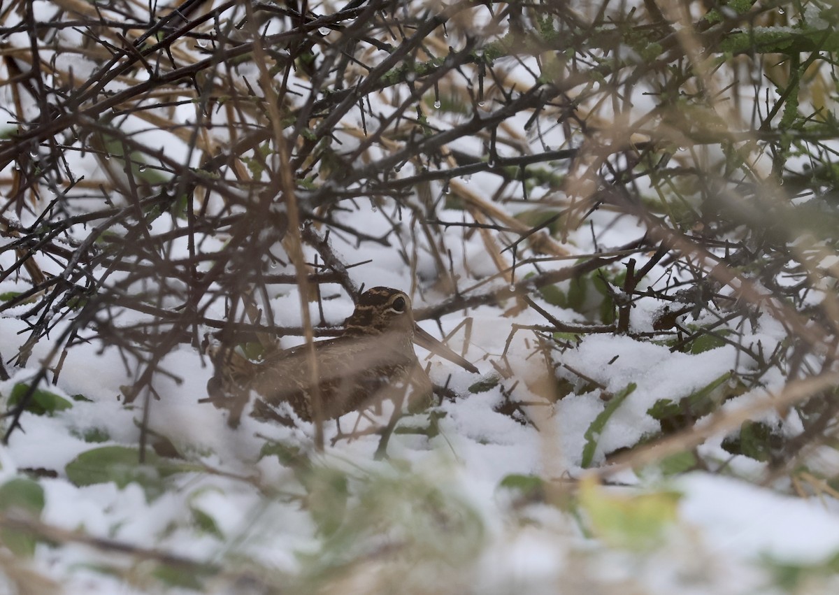Eurasian Woodcock - ML645542989