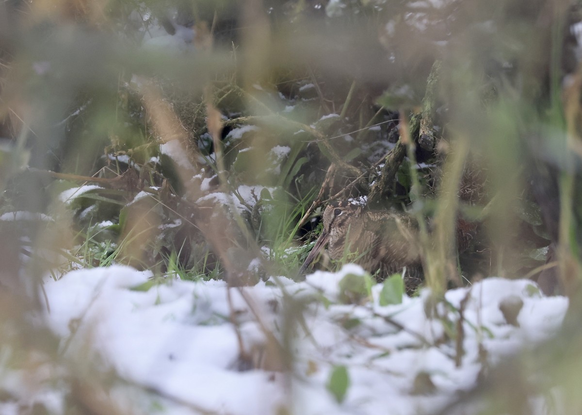 Eurasian Woodcock - ML645542990
