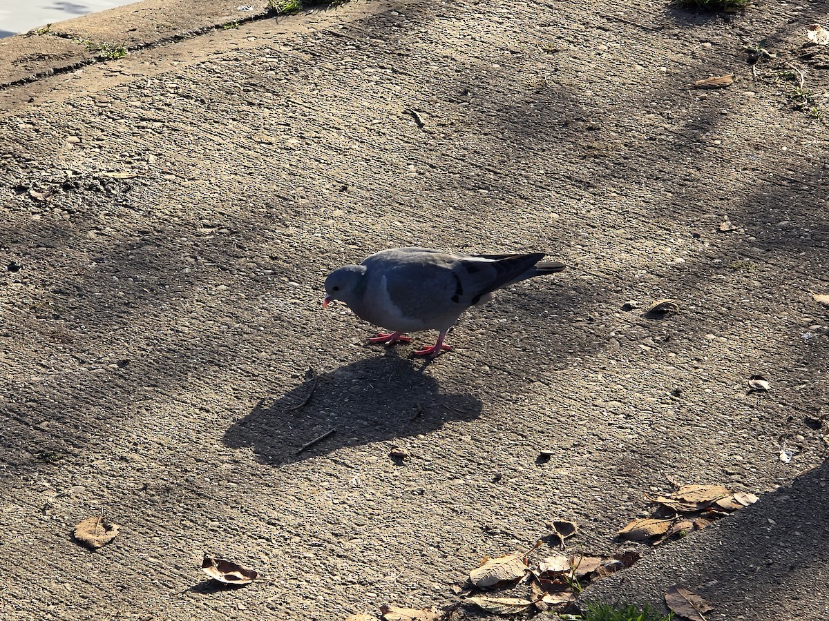 Хүнхэл тагтаа - ML645542997