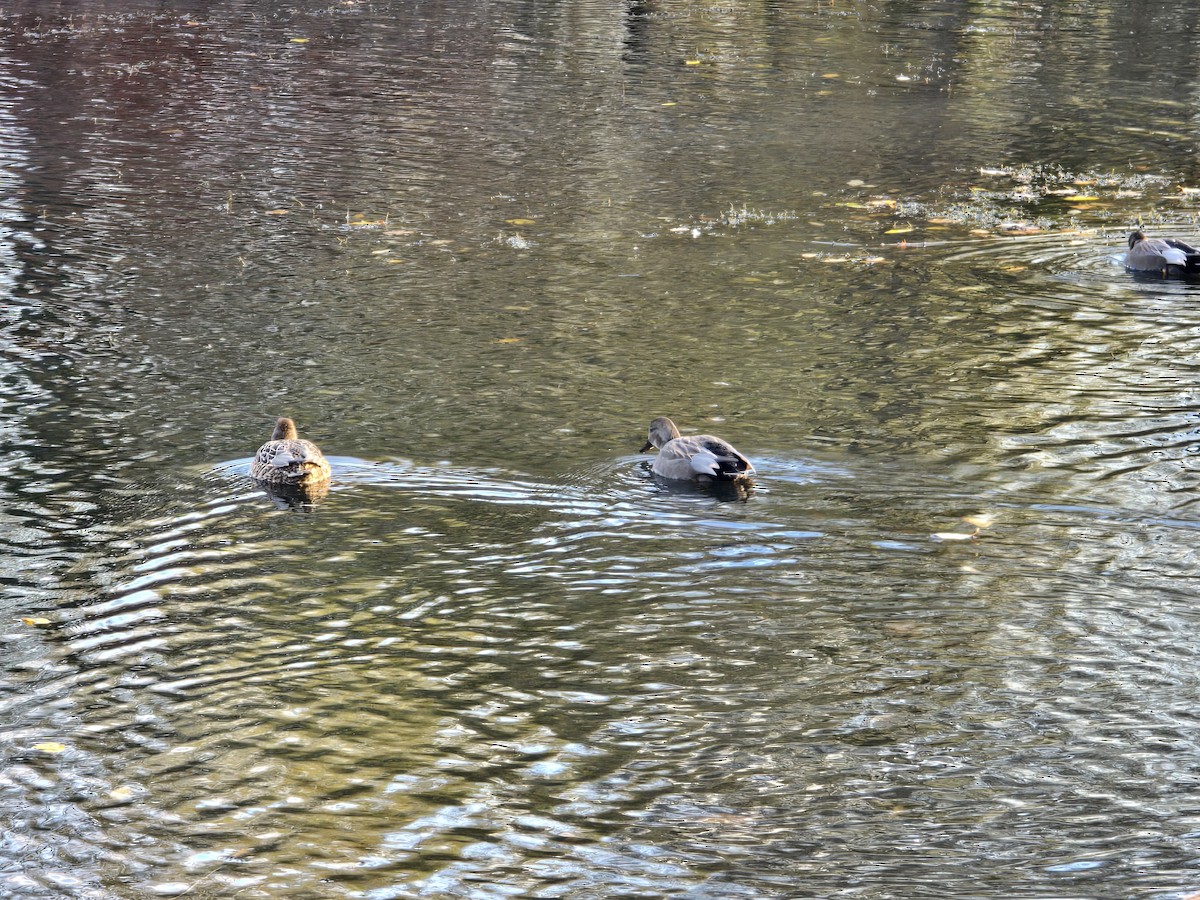 Бор нугас - ML645542998