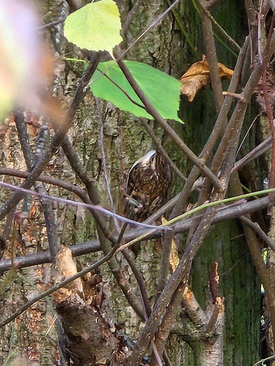 Хөвчийн бялзуумар - ML645543003