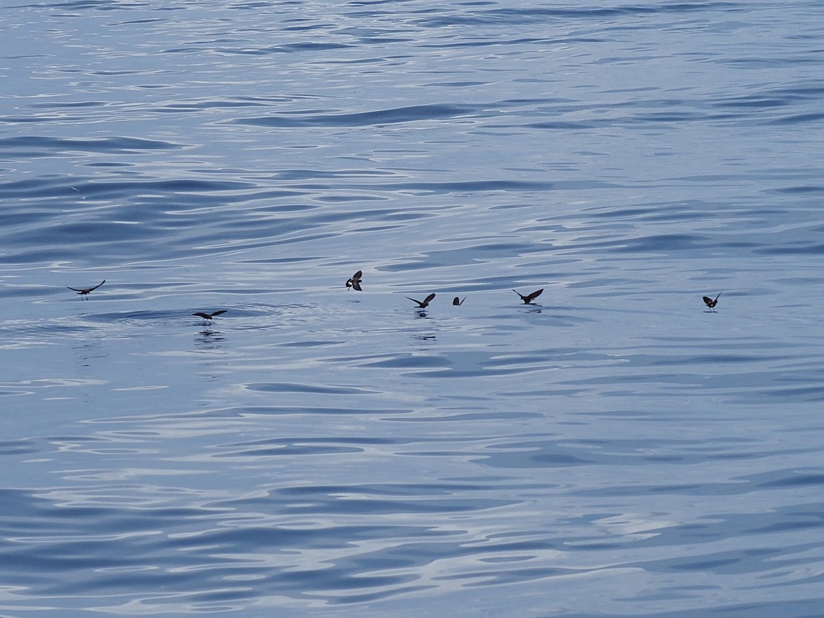 Wilson's Storm-Petrel - ML645543005