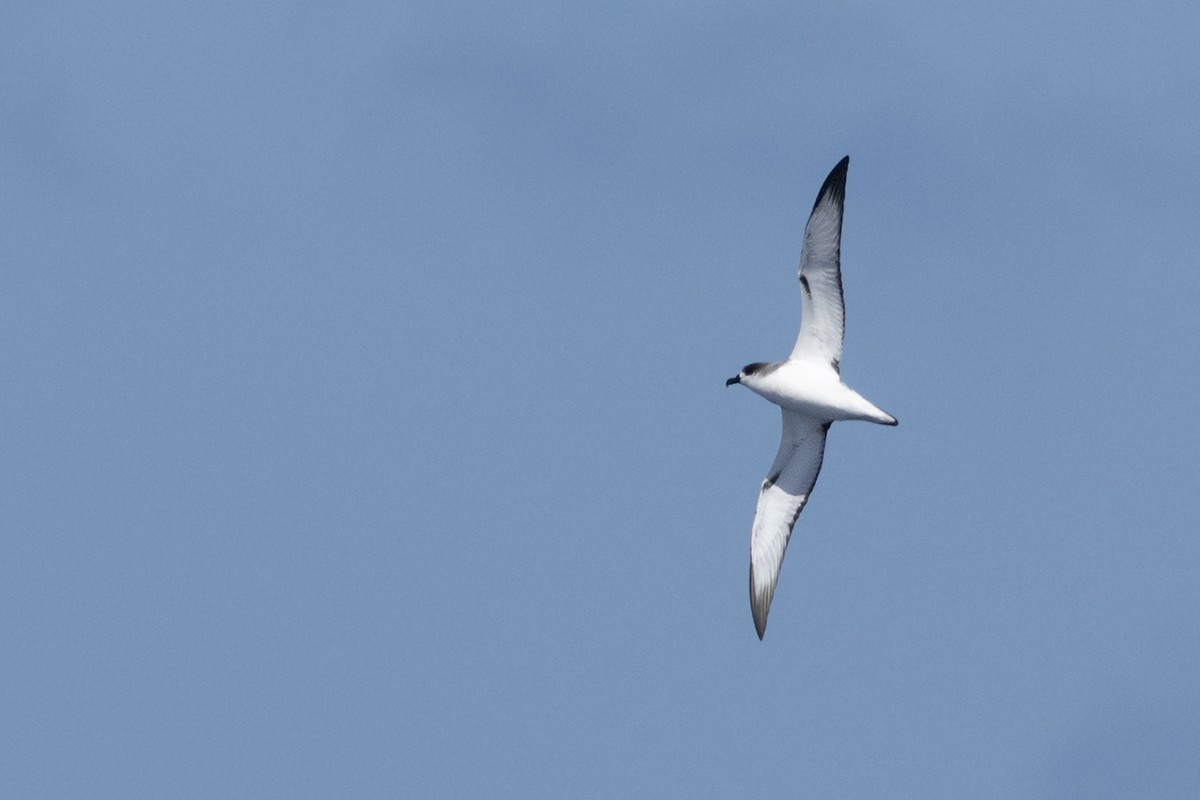 Juan Fernandez Petrel - ML645543033