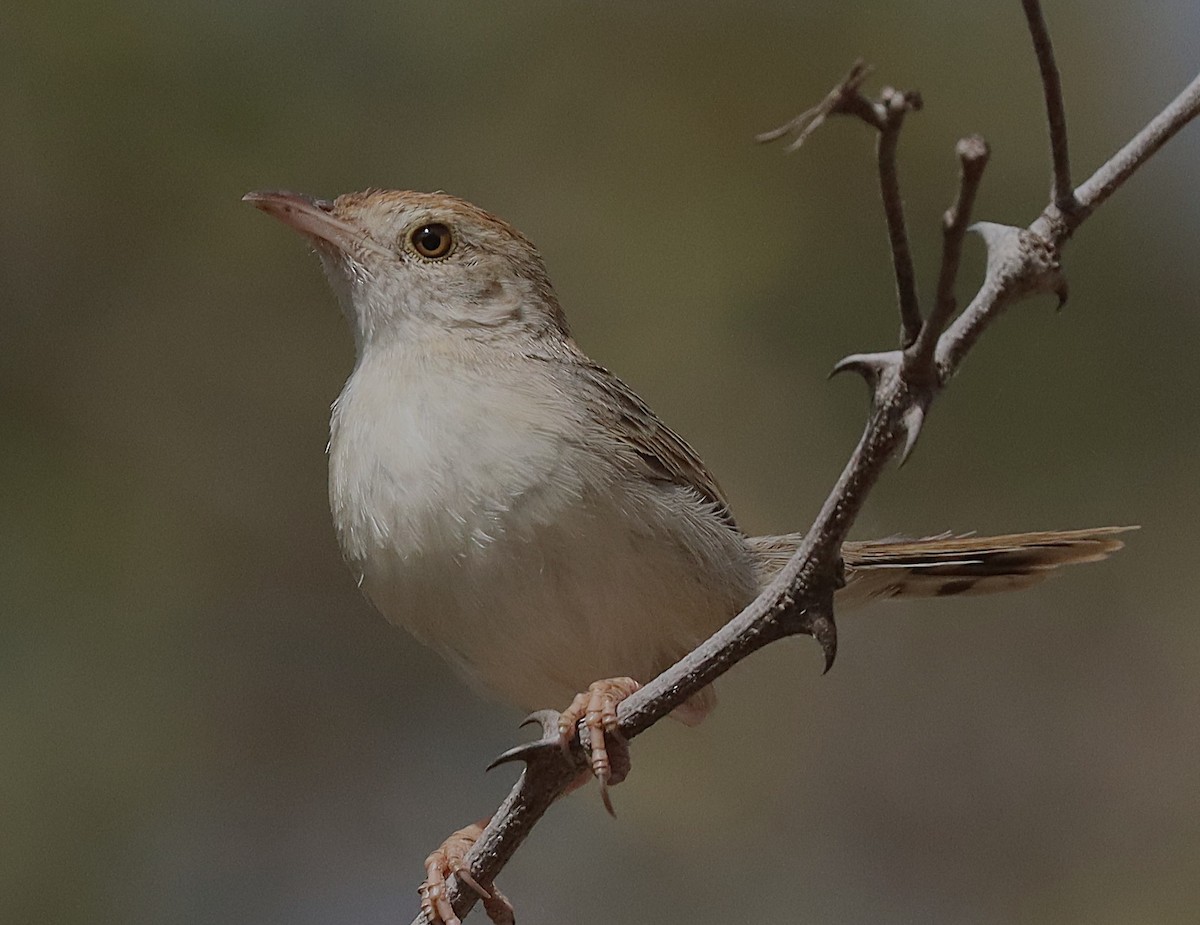 Rattling Cisticola - ML645543052