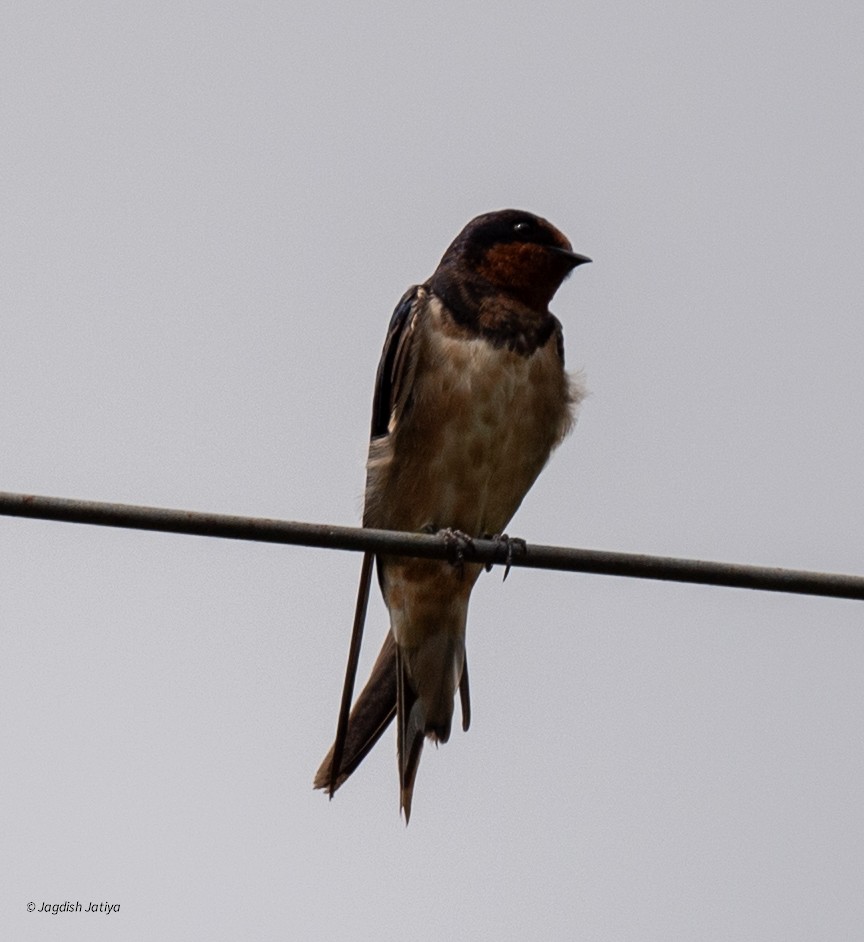 Ластівка сільська - ML645543054