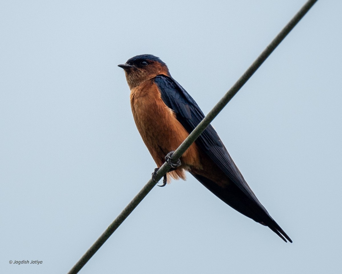 Sri Lanka Swallow - ML645543060