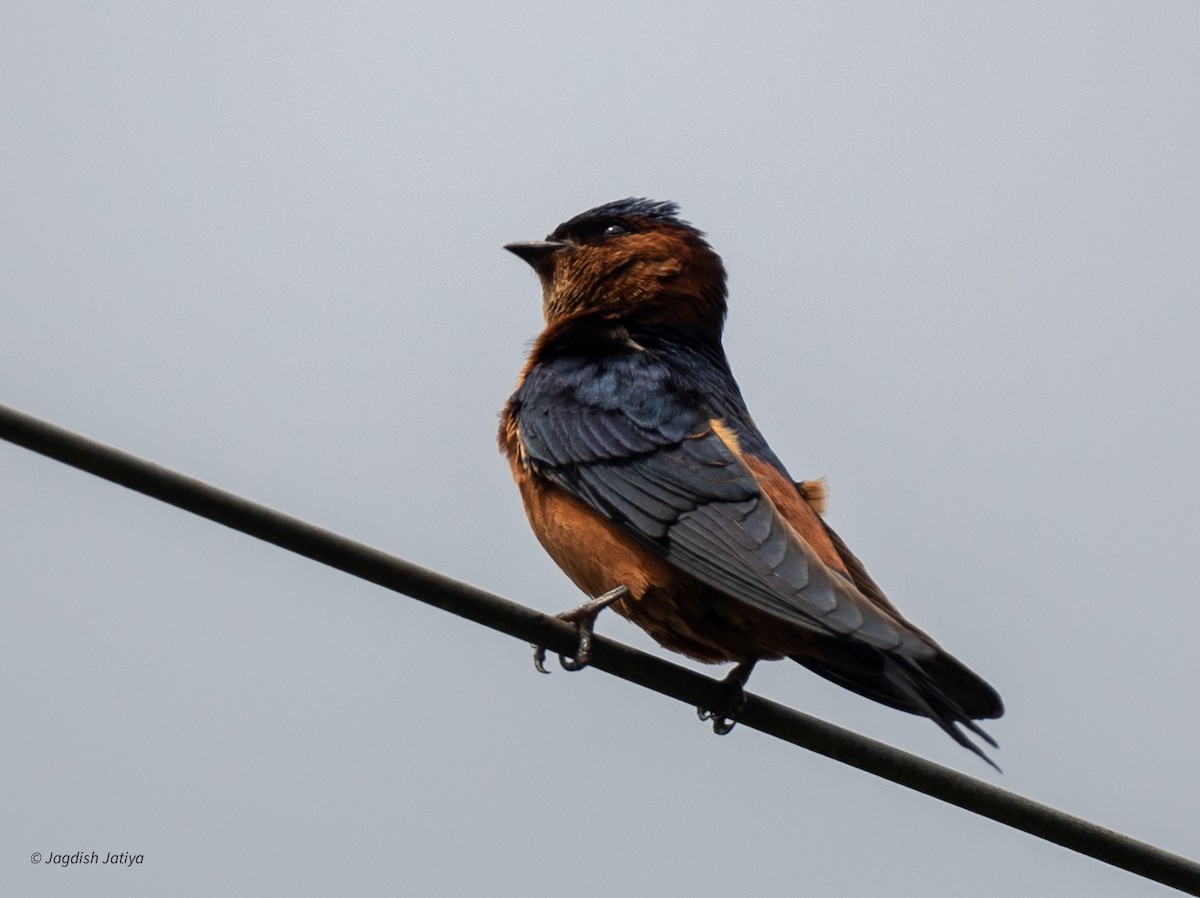 Sri Lanka Swallow - ML645543061