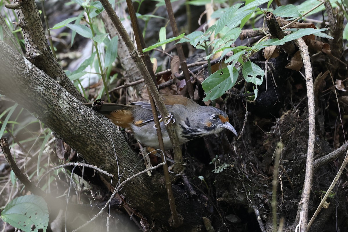 Black-necklaced Scimitar-Babbler - ML645543065